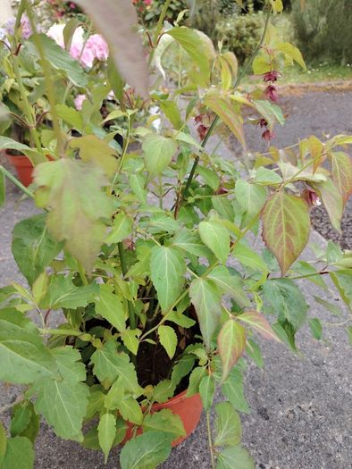 Plant