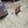 kittens for adoption Image 4