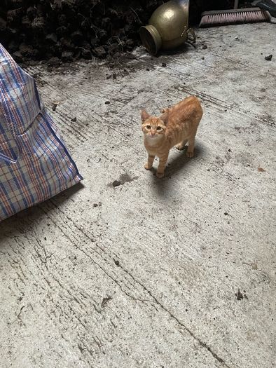 kittens for adoption