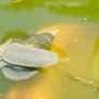 1 x Great Pond Snails, Lymnaea Stagnalis, Freshwater Snail, Pond and Tank Clean Up Image 3