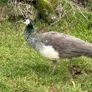 Peafowl Image 3