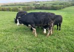 9 x Heifers HEX and AAX for sale