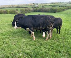 9 x Heifers HEX and AAX for sale