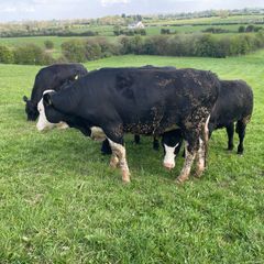 9 x Heifers HEX and AAX for sale