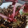 Begonia Rex Image 3