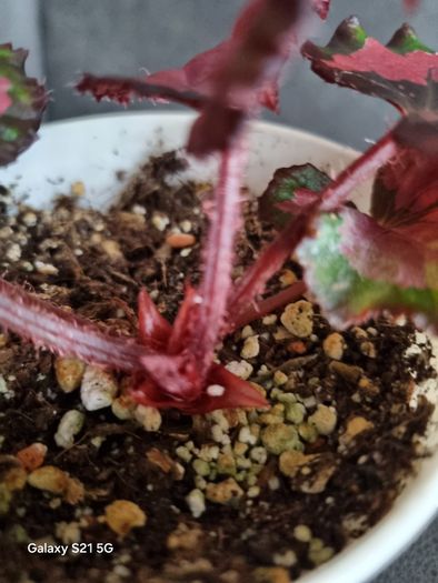 Begonia Rex