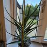 Aloe vera Image 4