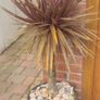 Palm Tree Image 2