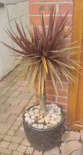 Palm Tree