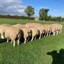 Belclare PBR Ram Lambs Image 8