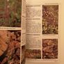 Wildflowers of Denali National Park by Kerna E. Pratt & Frank G. Pratt Image 2