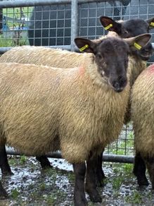 Suffolk ewe lambs