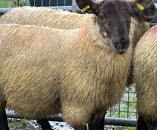Suffolk ewe lambs
