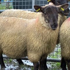 Suffolk ewe lambs