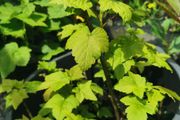 Red and black Currant plants from cuttings rooted