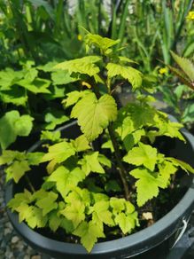 Red and black Currant plants from cuttings rooted