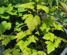 Red and black Currant plants from cuttings rooted