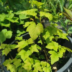 Red and black Currant plants from cuttings rooted