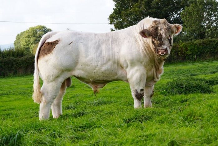 Pedigree Charolais Cattle