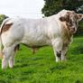 Pedigree Charolais Cattle Image 4