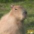 Capybara4
