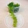 Aquaristc mosses Image 2