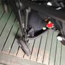 Cybex Gazelle Twin Stroller. Image 6
