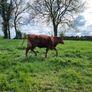 First calved Heifers Image 3