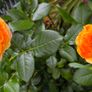 garden plants Image 4