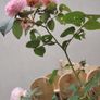 Plant Image 2