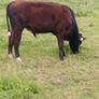 Beef cattle for sale Image 4