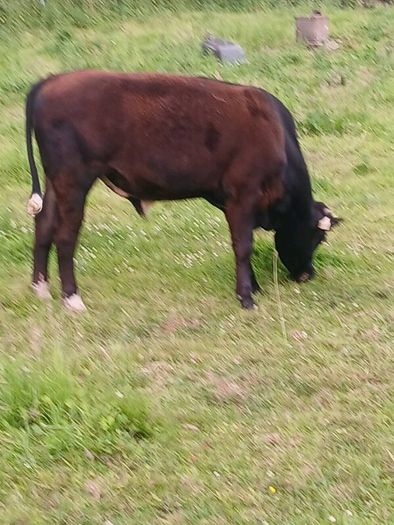 Beef cattle for sale