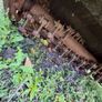 McConnell hedge cutter Image 5