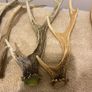 deer antlers Image 2
