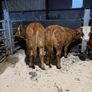 Beef heifers Image 8