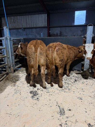 Beef heifers