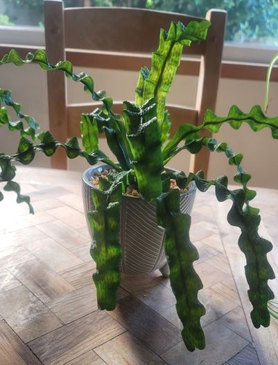 Artificial Plants in Ceramic Plant Pots with Decorative Stones x2