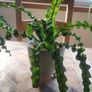 Artificial Plants in Ceramic Plant Pots with Decorative Stones x2 Image 3