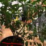 Mature ficus Image 4