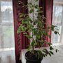 plant Image 2