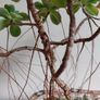 Aeonium haworthii Kiwi'  bonsai succulent tree in the vintage  ceramic bowl Image 6