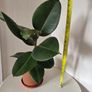Indoor Plant Image 5