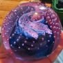 Caithness Vintage Glass Paperweights Image 5