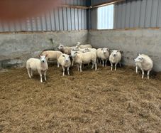 Hogget Ewes