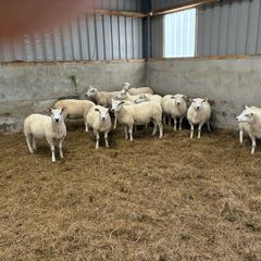 Hogget Ewes