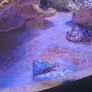 Fish Image 6
