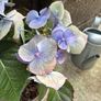 Free hydrangea in need of some TLC Image 4