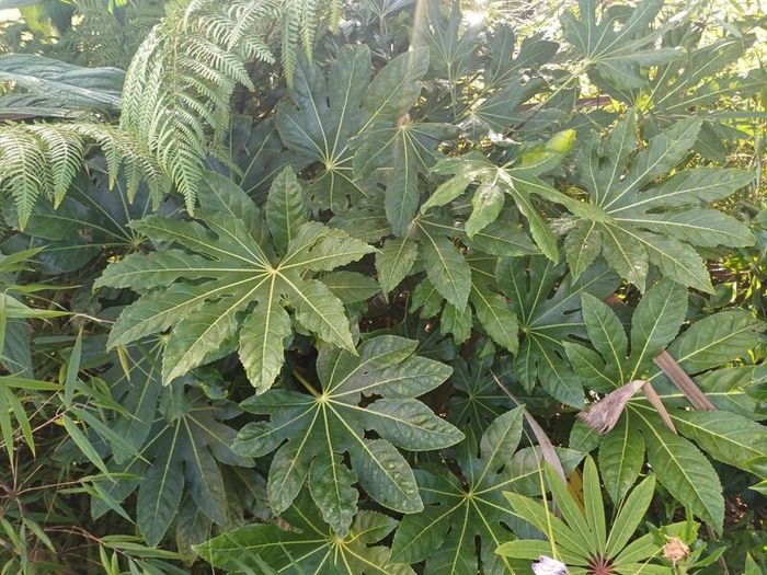 Plant Bundle 20+ plants end of season sale!!!!
