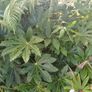 Massive tropical plant bundle Image 5
