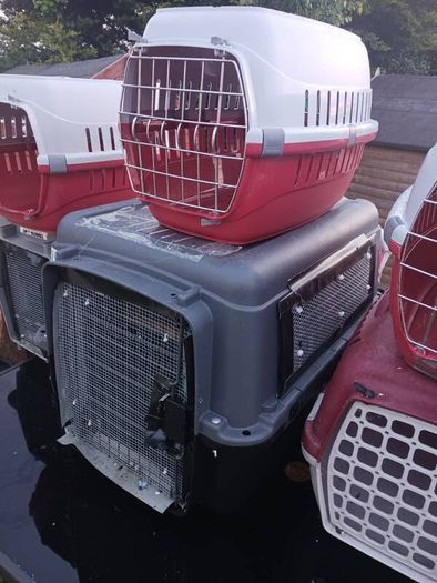 cat and dog carry cages